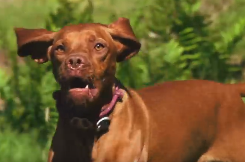 Video: Ruby Certified Ripper Hungarian Vizsla Trail Dog