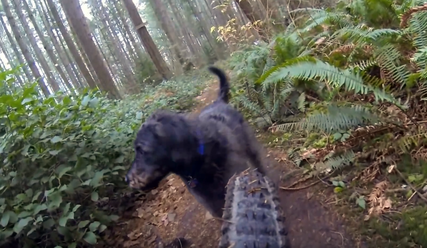 Video: Labradoodle Ari On Top of the World