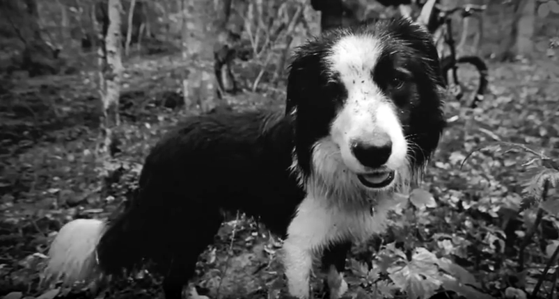 Muddy Trails | Someone Has to Walk the Trail Dog
