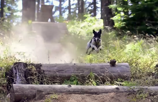 Video: Lily Shred Jack Russell Trail Dog Chasing Bikes