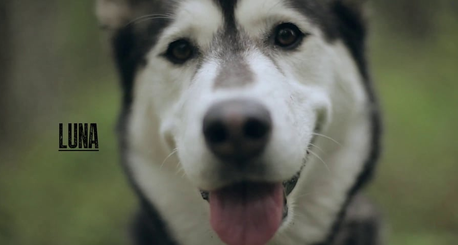 Video: Luna the Siberian Husky Shreds