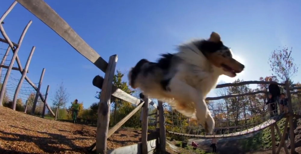 Ed & Aurelien Fontenoy | World Elite Australian Shepherd