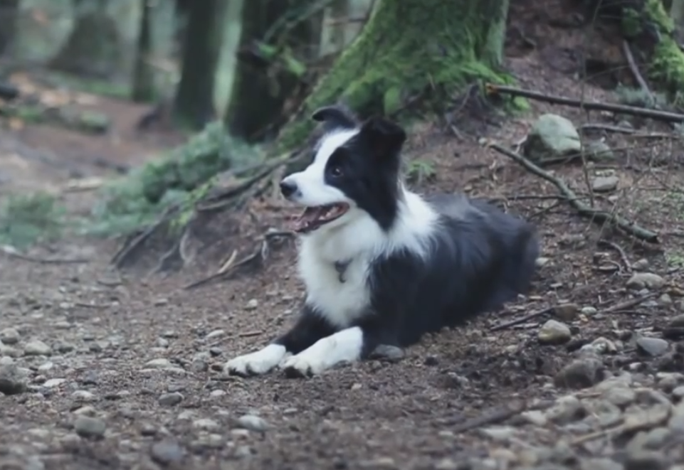 Video: Kaia Trail Dog Intense Speed Cutting Lines
