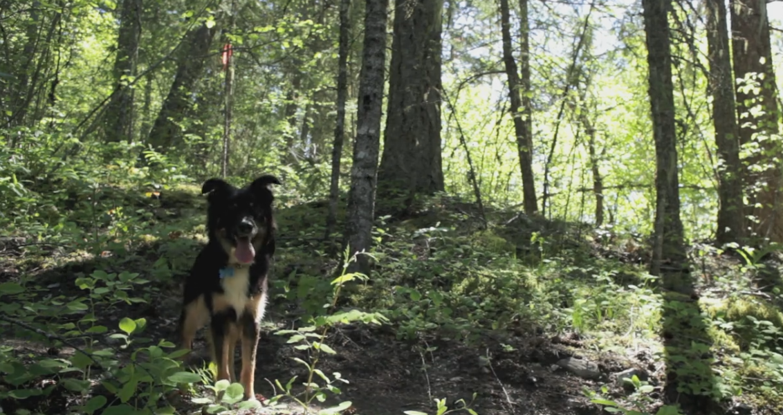 Video: Cruise Hounds Axel & Oscar Trail Dogs