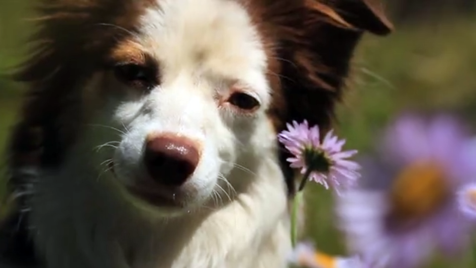 Day of the Dog | Ride Respect Love