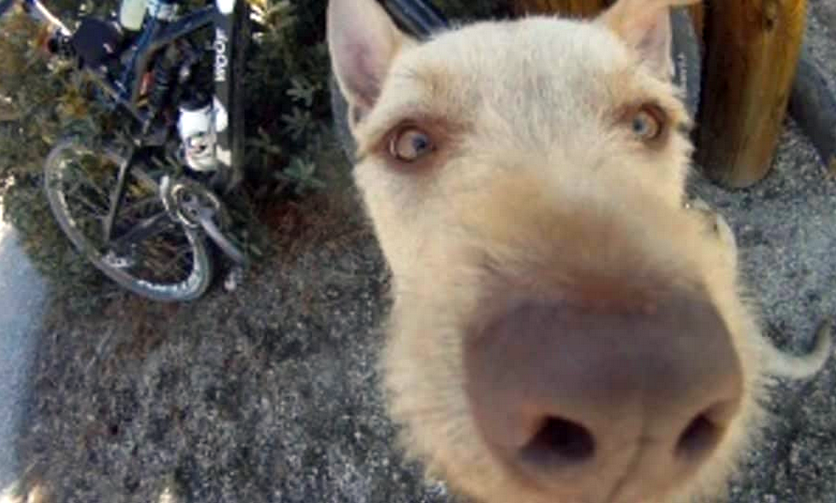 Video: Timber Trail Dog