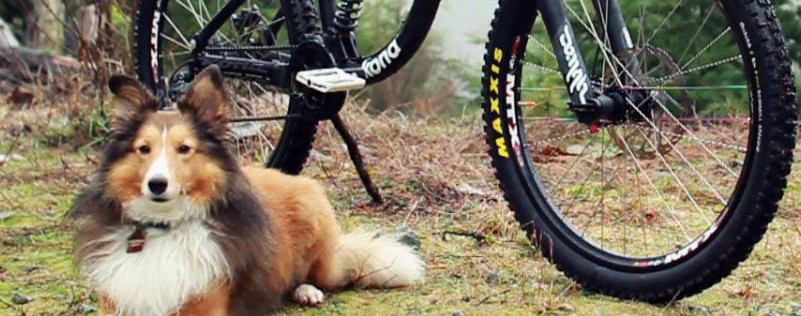 Video: Timmy Mountain Bike Dog