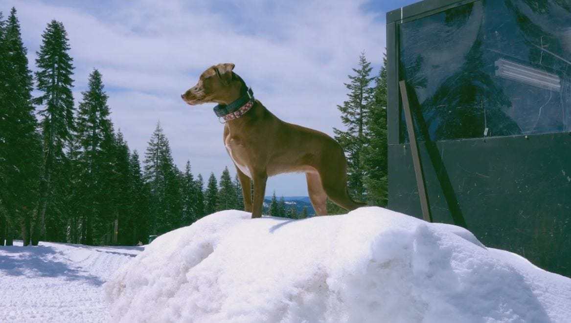 Video: Bailey Snow Trail Dog