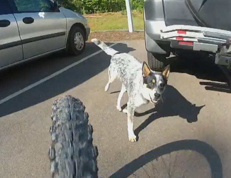 Video: Sheila Blue Demon Trail Dog Holds Tight Line