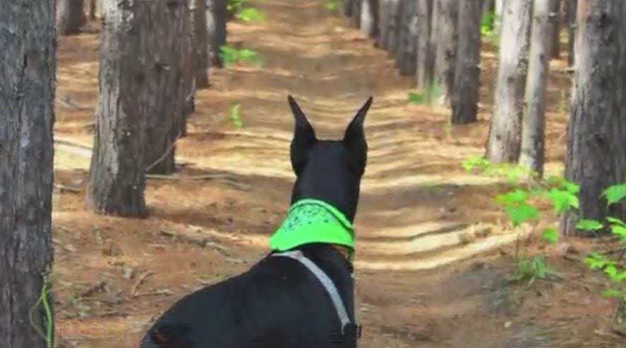 Video: Doberman Trail Dog Shreds Single Track