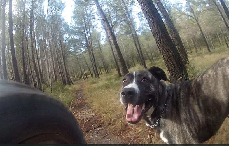 Video: Single Track Trail Dog Kailan