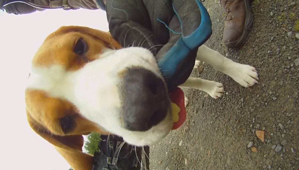 Video: Oscar Mud Youngest Trail Dog First Ride