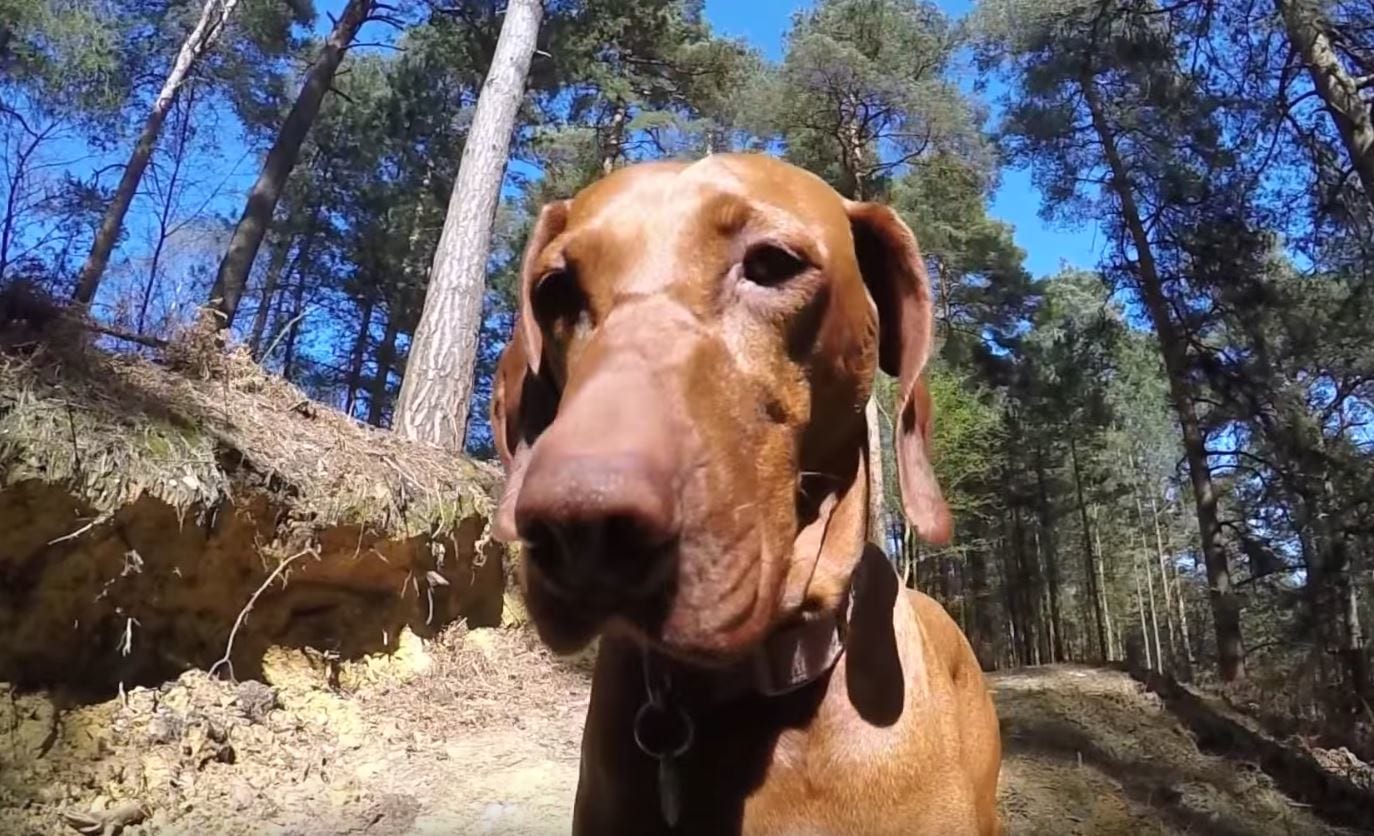 Fast Vizsla: The Fast And The Vizsla - Downhill Mountain Biking Film