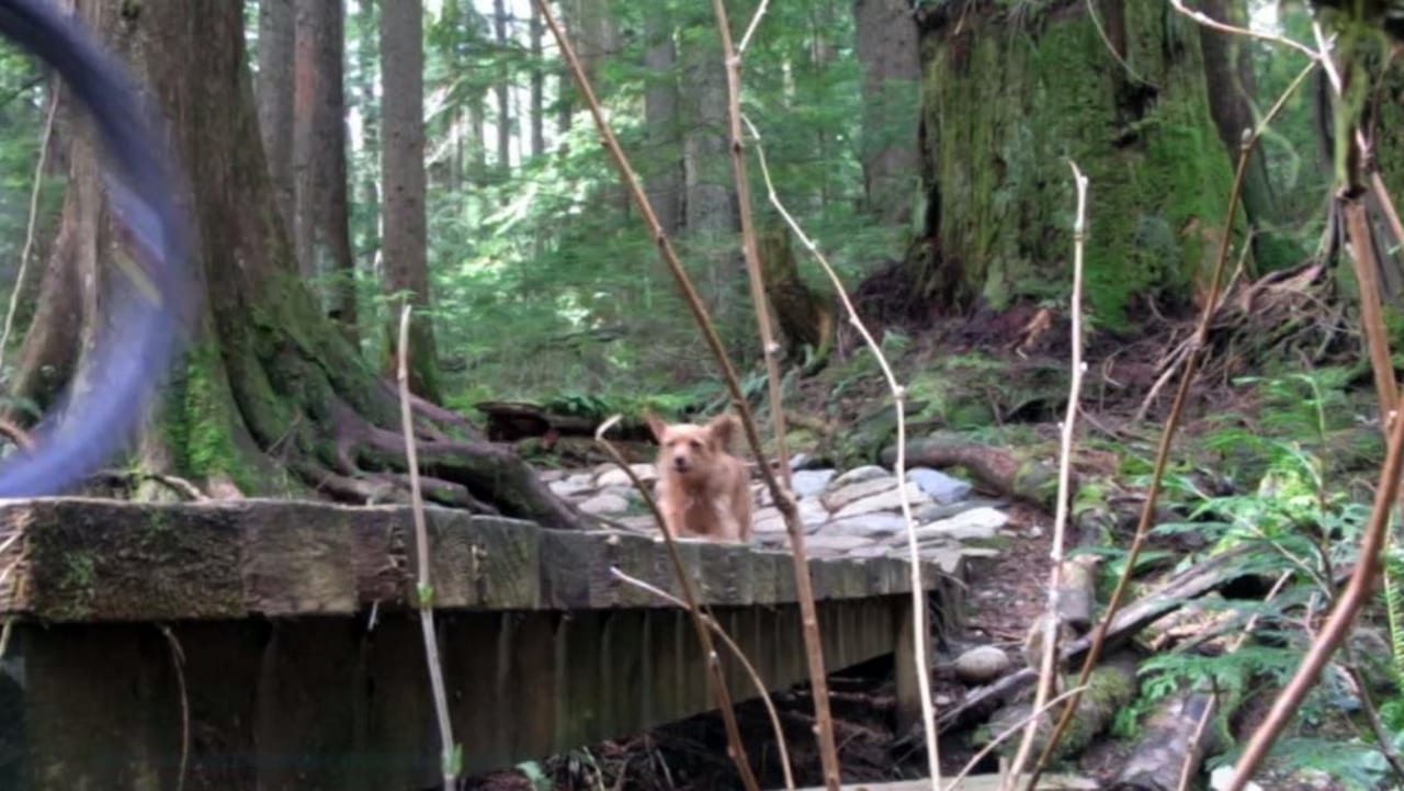 Freeride Pomeranian Yorkie Trail on Mount Fromme in North Vancouver.