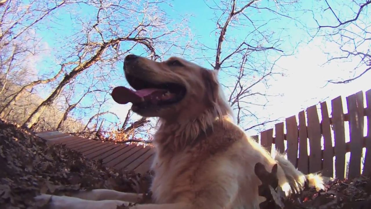 Shoreline Trail Dog Ride Kaysville, Utah, Shoreline Trail
