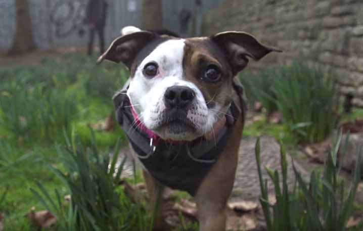 Short-Travel Enduro Hound Poppy Trail Dog